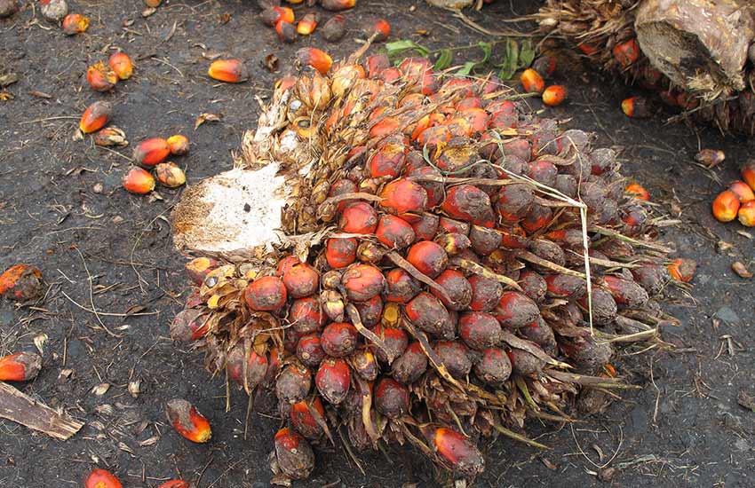 The Importance of Sustainable And Organic Palm Oil